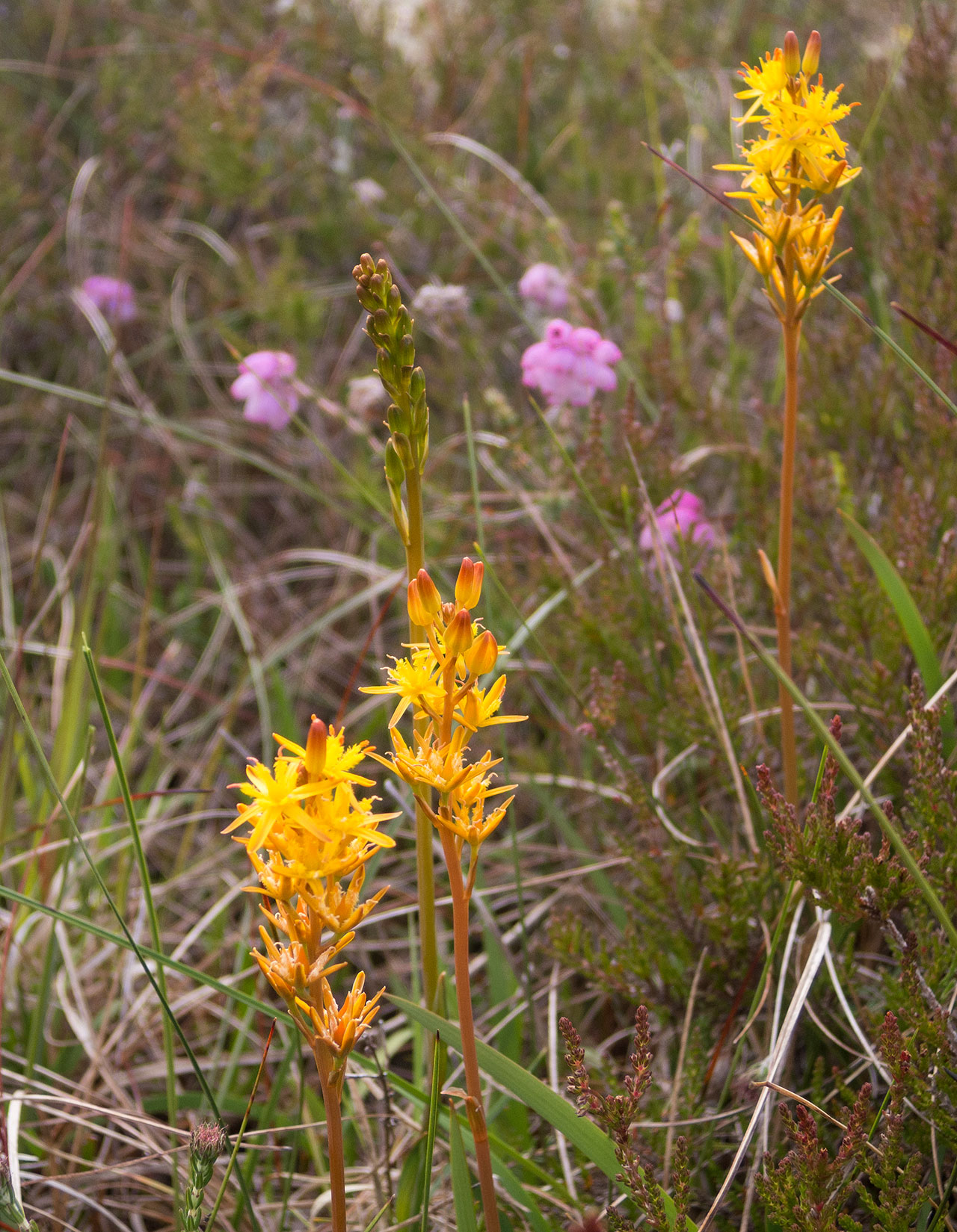 Asphodel on the Lewis moorland