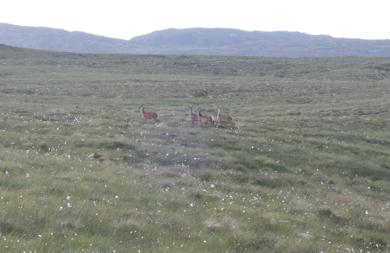 Red deer on the Isle of Lewis