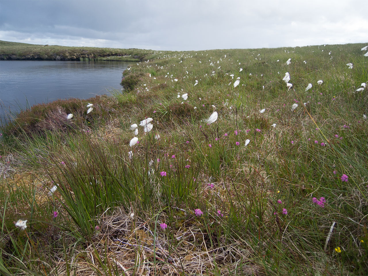 Loch side plant life