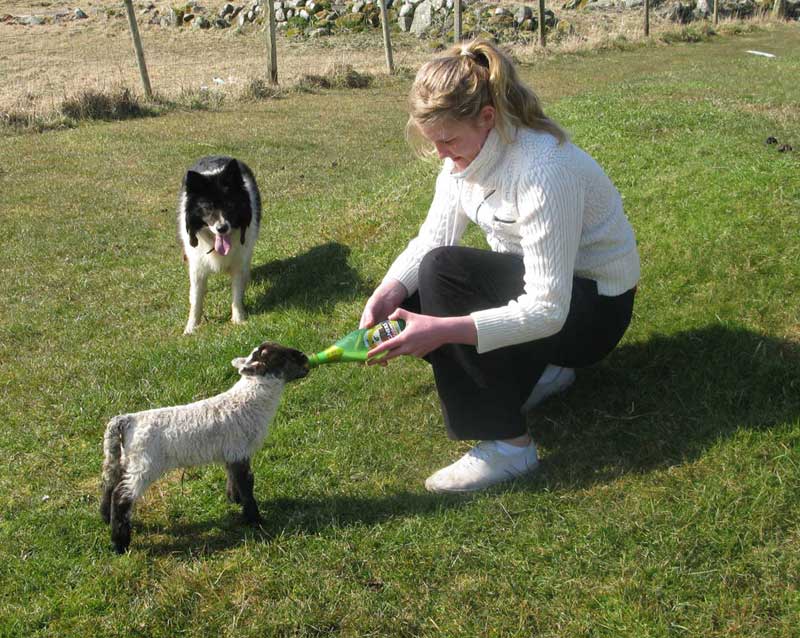 Feeding the pet lamb on the croft at Shawbost