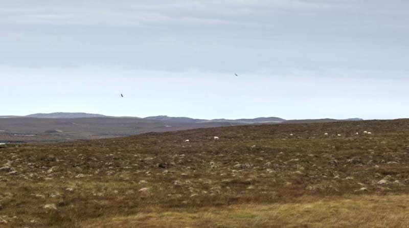 Eagles near Dollag's Cottage