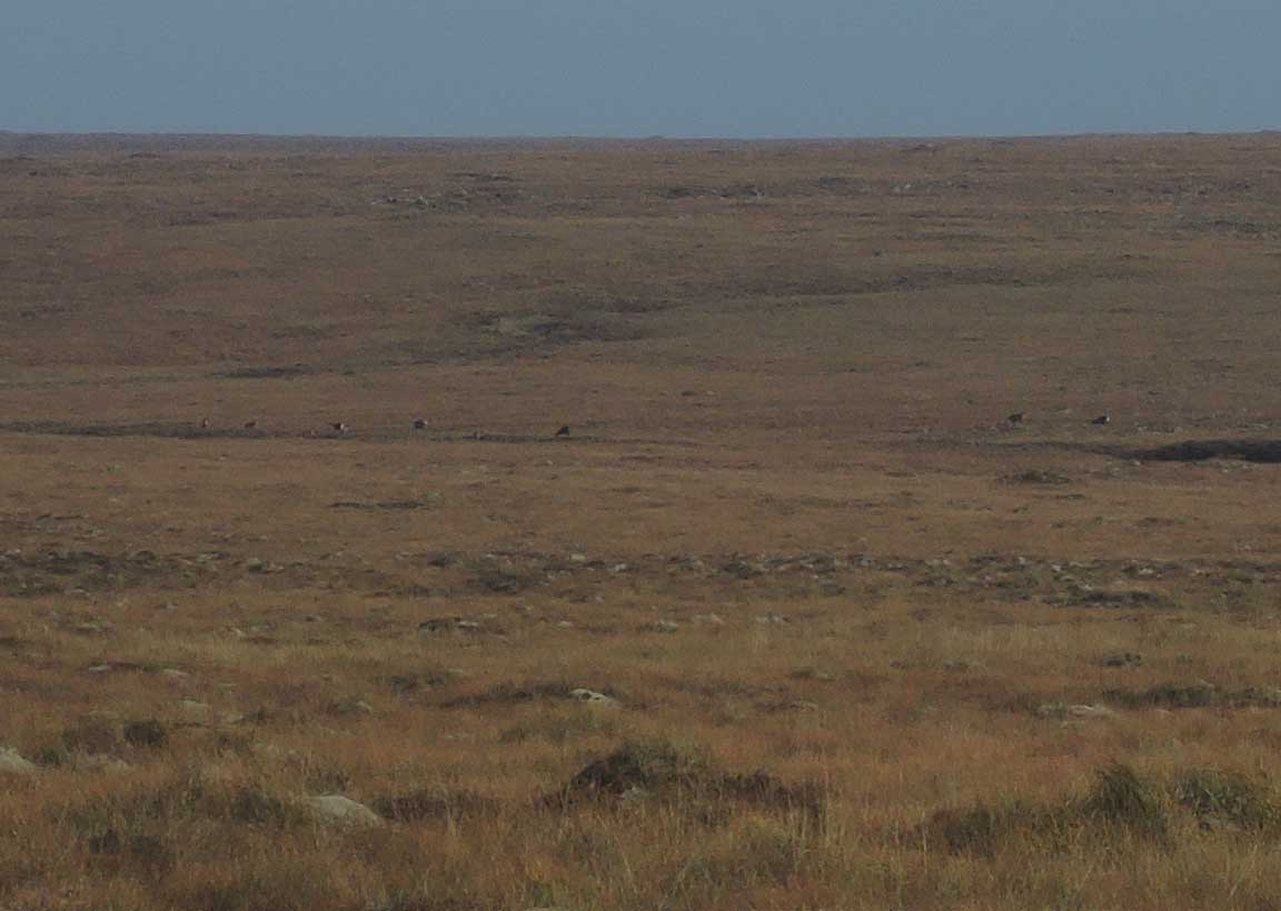 A group of deer on the Lewis moorland
