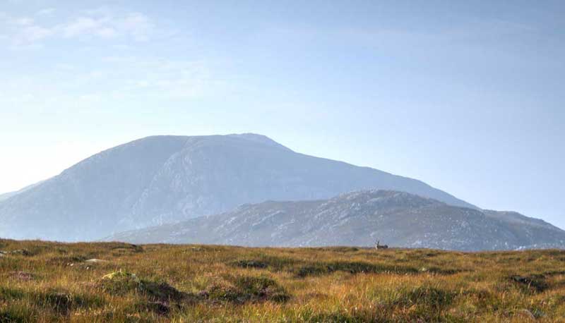 Red deer hind and calf on the Isle of Lewis