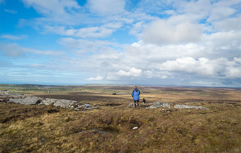 Working sheep in the Hebrides