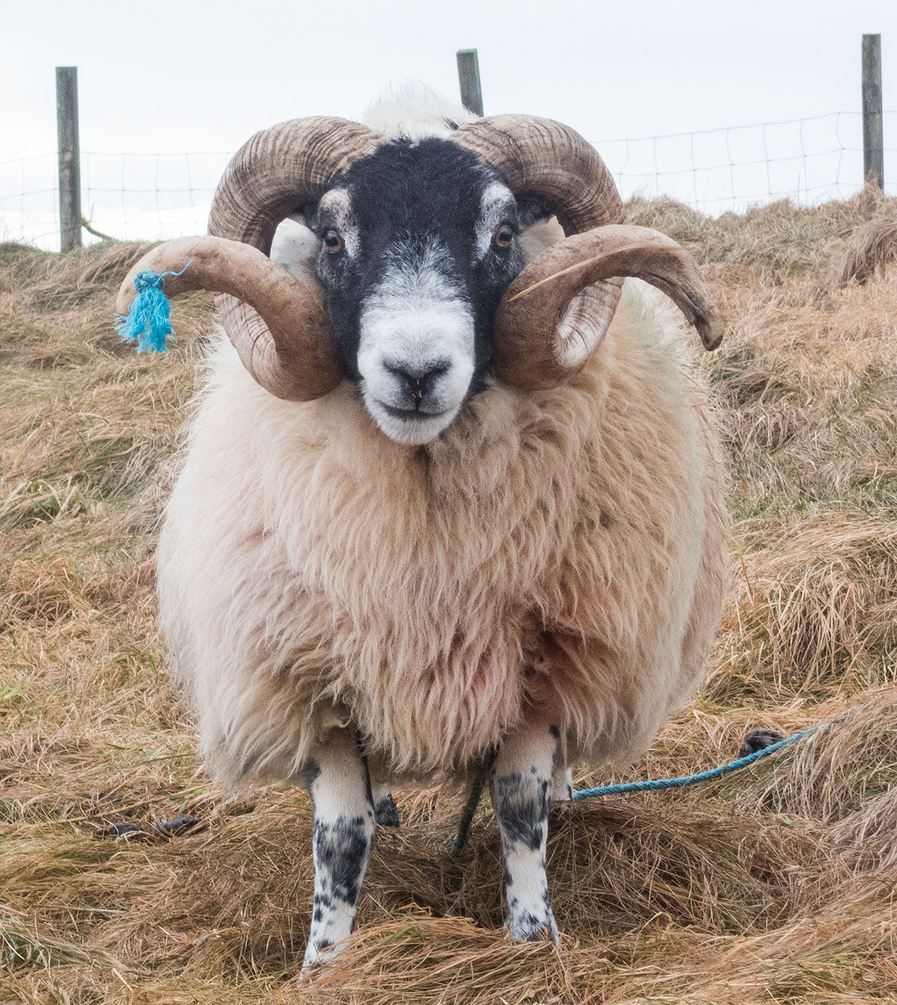 and Isle of Lewis ram