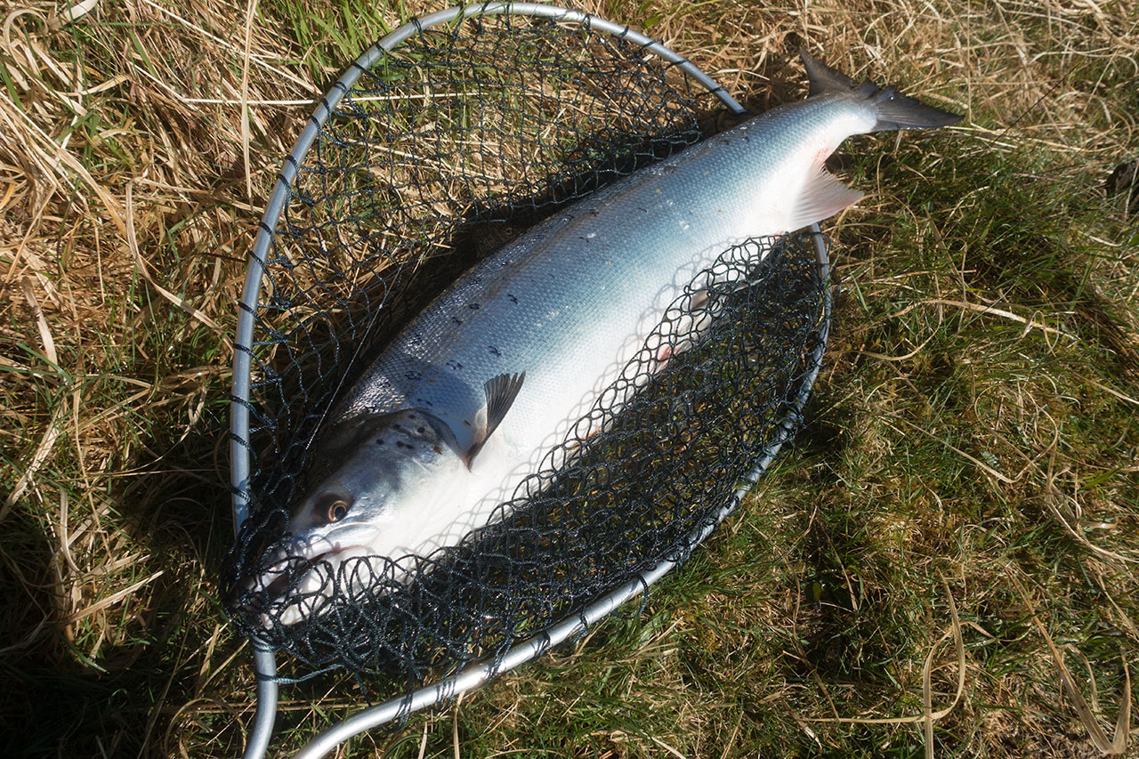 Isle of Lewis Spring salmon